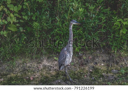 Beautiful Blue Heron Bird waiting for a Meal by a Calm Stagnant Pond: Ontario Canada: Summer 2017