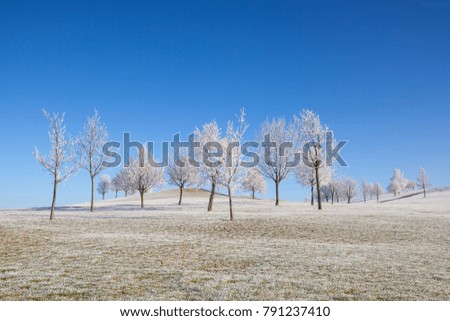 Winter landscape with trees and grass covered with hoarfrost in the morning