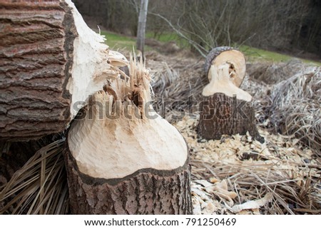 Close up shot of a large tree stump is the woods chewed by beavers