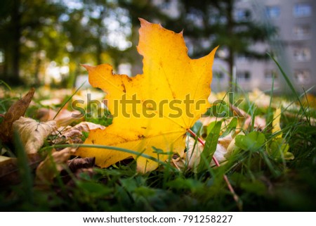 Leafes at city