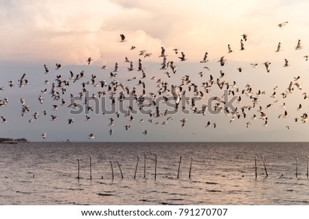 Seagulls migrate to the mangrove forest in the evening.