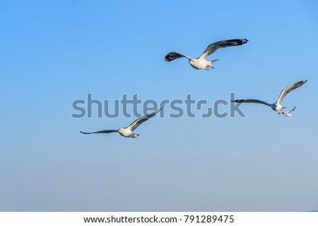 Seagulls fly in the sky at Bang Pu,Thailand.Soft Focus
