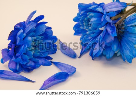 Flower chrysanthemum blue with petals.