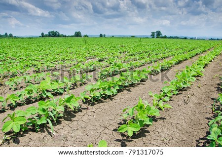 Green cultivated soy plant field