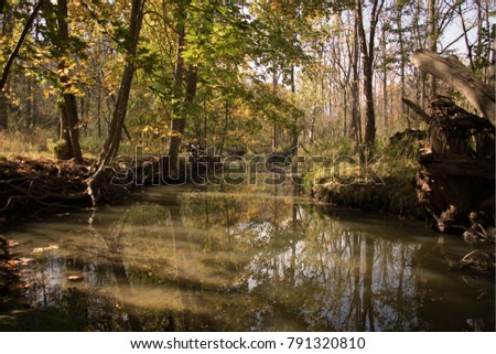 Beautiful Summer Afternoon by the River: Stunning Views of a Gully Forest in the Fall: Ontario Canada: Fall 2017