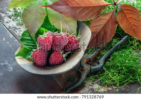 Ripe raspberries with autumn leaves on wooden plate close-up in a rustic style with a pair of scissors for cutting .