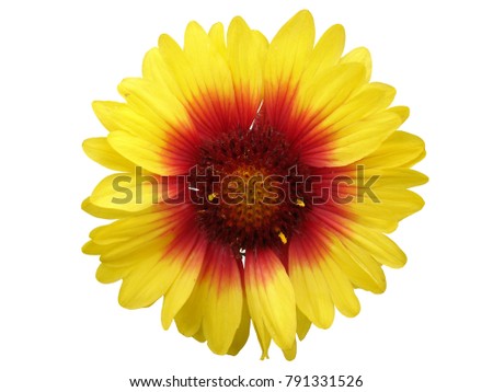 One yellow and red gaillardia flower isolated on white
