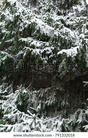 Winter nature background. Evergreen trees in hoarfrost. Spruce and fir branches under the snow.