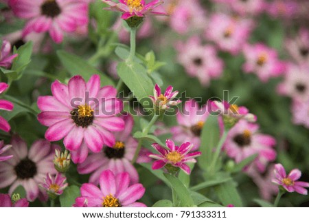 zinnia pink flowers close up