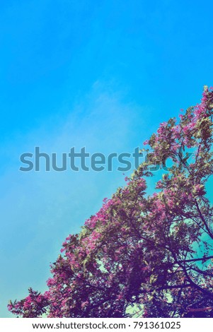 Spring twig or bough blossom background art with pink flowers panicle on tree against blue sky. Beautiful nature scene on Sunny day