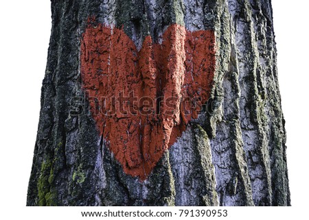 Red heart on tree bark isolated on white