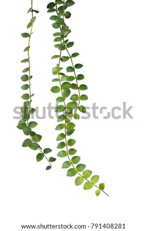 Green succulent leaves hanging climber plant (Dischidia sp.) isolated on white background, clipping path included. Royalty-Free Stock Photo #791408281