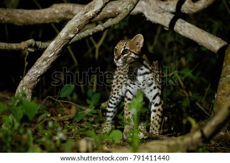 
Very rare ocelot in the night of brazilian jungle, endangered and nocturnal species, leopardus pardalis in latin, wild animal in the nature habitat. Beautiful large ocelot male on a tree. Wild Brazil
