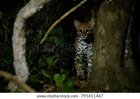 
Very rare ocelot in the night of brazilian jungle, endangered and nocturnal species, leopardus pardalis in latin, wild animal in the nature habitat. Beautiful large ocelot male on a tree. Wild Brazil