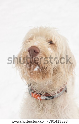 Adorable looking young white wire-haired dog of spinone italiano breed with snow beard and moustache