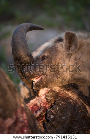 A vertical, cropped, colour photo of a spotted hyena, Crocuta crocuta, gnawing at the base of the horn of a dead buffalo  