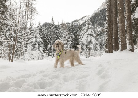 White young wire-haired dog of spinone italiano breed poses over a snowy winter background in the forest