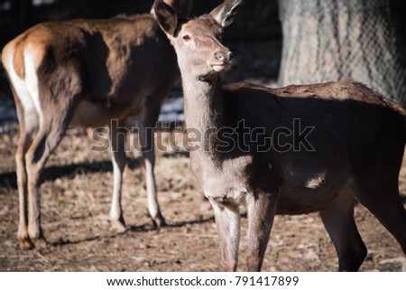 portrait of couple of fallow deer looking at camera