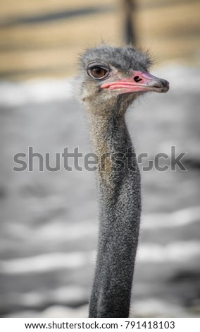 portrait of cute ostrich face