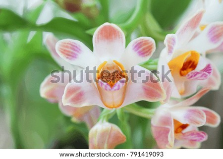 Closeup orchid flowers 