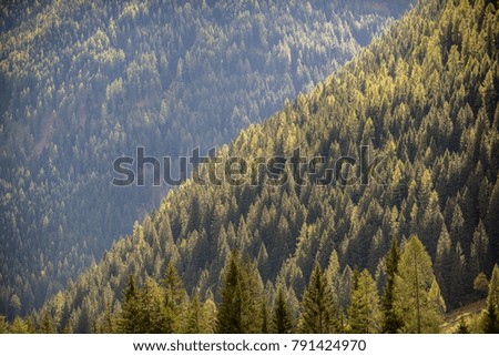 Pine forest landscape with natural mountain lines making the picture linear.