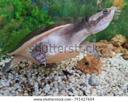 Snake necked turtle underwater