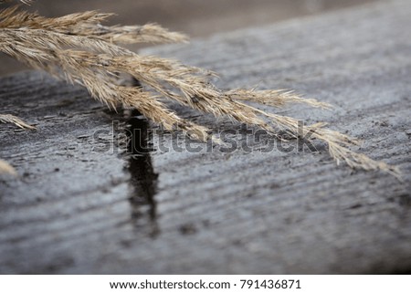 Dry Calamagrostis on a grey table