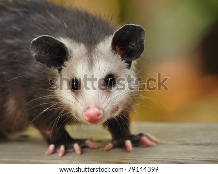 Confident Possum