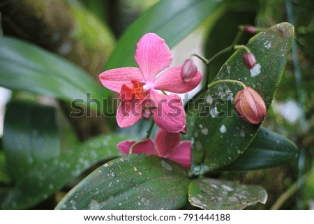 a photo of orchids