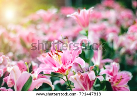 Welcome to Spring Season Background of Fresh Natural Flower Concept.Soft focus Fresh pink lily lovely flower blooming in garden, colorful floral natural.Selective focus.Soft vintage film grain Style.