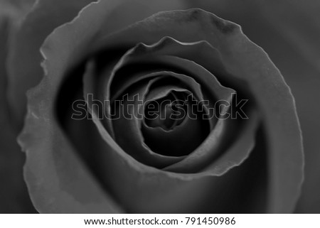 Dry rose isolated on white background,
Monochrome concept of rose design,
Background for Valentine's Day.