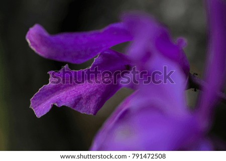 Violet petals of orchid macrophoto. Exotic plant in tropical garden. Blue violet tropical flower closeup photo. Exotic island nature. Blooming summer garden. Violet orchid banner on dark background