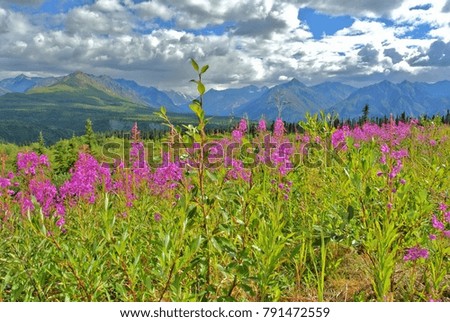 alaska in summer time is the best time for tourists to travel and see a beautiful landscape on earth.