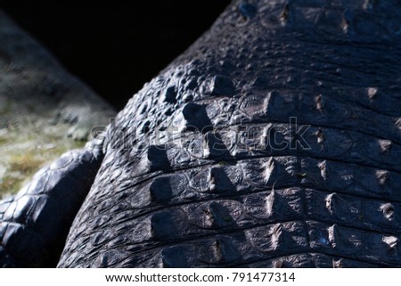 Crocodile back scale closeup. photo. Alligator skin. Crocodile skin in sunlight.  Tropical nature animal. Wild predator in jungle. Dangerous water animal. African crocodile. Exotic wildlife reptile