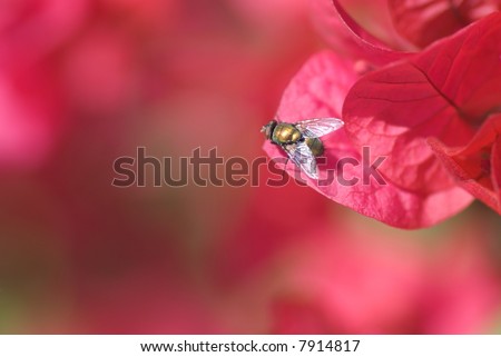 House fly on petal of flower.