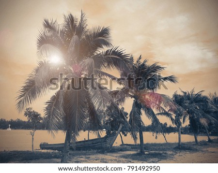 coconut tree vintage style on beach sunShine In the evening