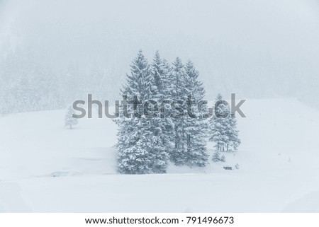 A winter landscape with trees in a field