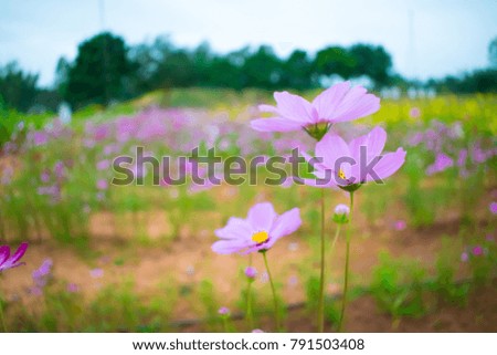 COSMOS at Faculty of Agriculture