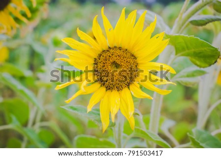 Yellow sunflower with green leaf