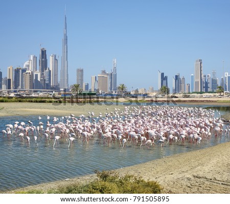 Impression of the Wildlife Sanctuary Ras Al Khor with Greater flamingo's and the skyline of Dubai, United Arab Emirates