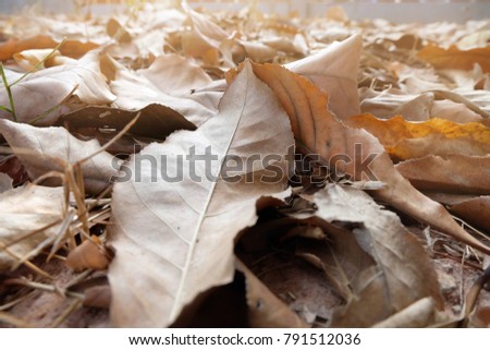 Brown dry leaves  on the natural floor, fallen leaves , leaves dry in autumn, natural, beautiful thyme.