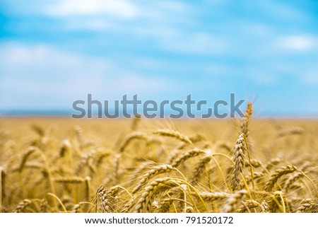 Wheat field in summer. Ripening Golden ears of wheat. The summer harvest on a blue sky background.