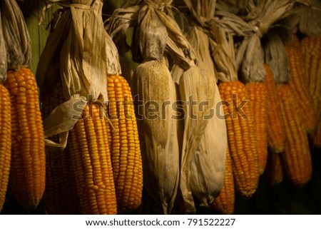 Dry corn in kitchen