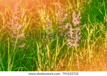 Blurred image of grass. Summer colorful abstract background.