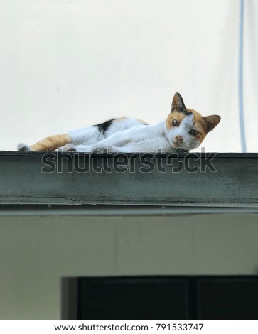 Orange, white and black cat lying on the roof