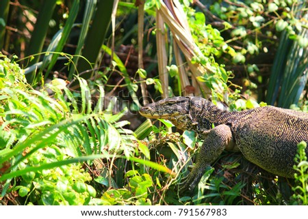 
Water monitor or Varanus salvator is reptiles and amphibiansin live in forest of Thailand.