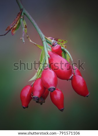 macro photo with a decorative red ripe berries of wild rose hips on a branch in dark background shades as a source for advertising, prints, posters, interiors, decor