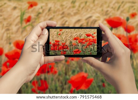 Female hand with mobile phone take picture of poppies in the field. A lot of poppies flowers in smart phone