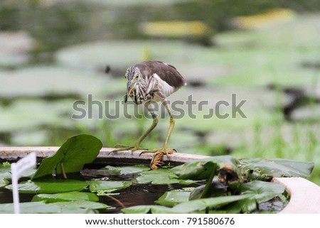 Indian Pond Heron (Ardeola grayii, Family Ardeidae,Order Ardeiformes).