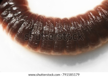 High resolution close up macro photography of earthworm or nightcrawler in white background with copy space. Flash light made to show tube shape anatomy and transparency shiny skin of earthworm.
